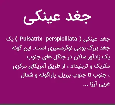 عکس جغد عینکی