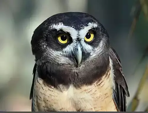 عکس جغد عینکی