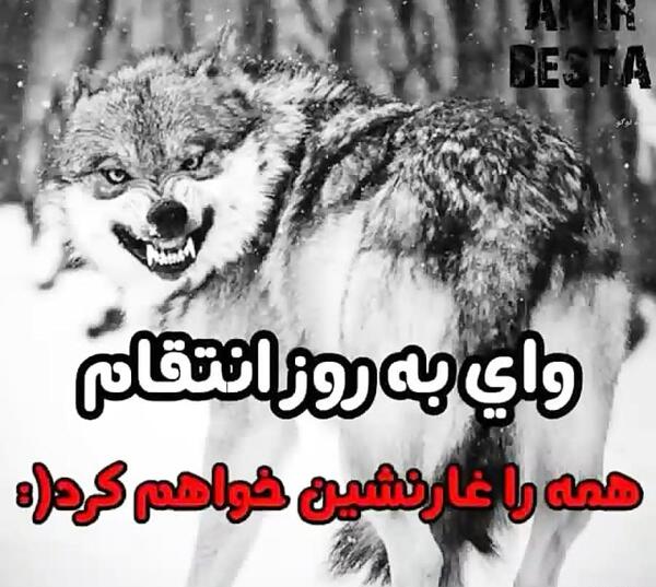 عکس استوری واتساپ گرگ