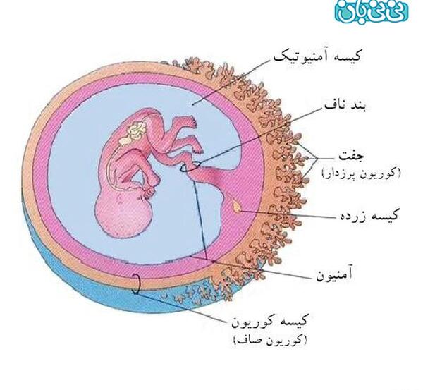 عکس رحم مادر