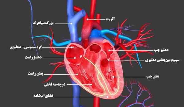 عکس های واقعی قلب انسان