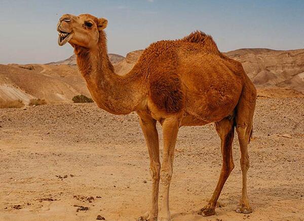 عکس شتر ترکی