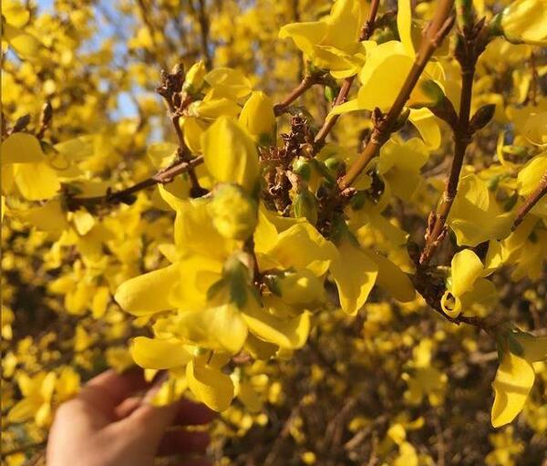 عکس گل نرگس امام زمان برای پروفایل