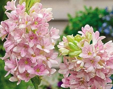 عکس های گل مریم