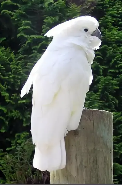 عکس طوطی سفید
