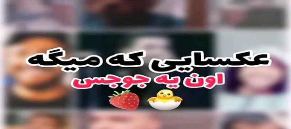 عکس جوجه طلایی کیوت