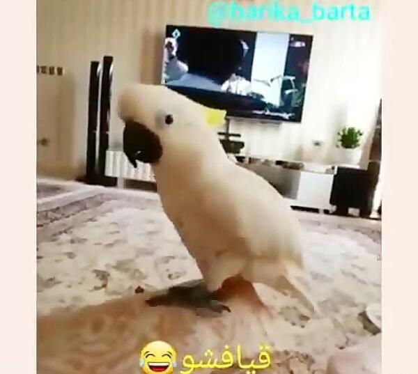 عکس طوطی گیرینچیک