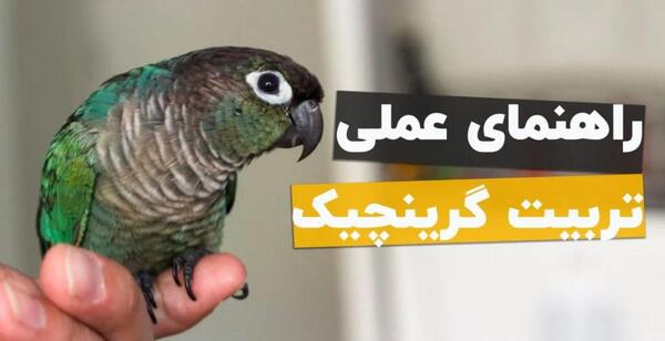 عکس طوطی گیرینچیک