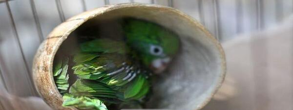 عکس طوطی گیرینچیک