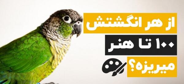 عکس طوطی گیرینچیک