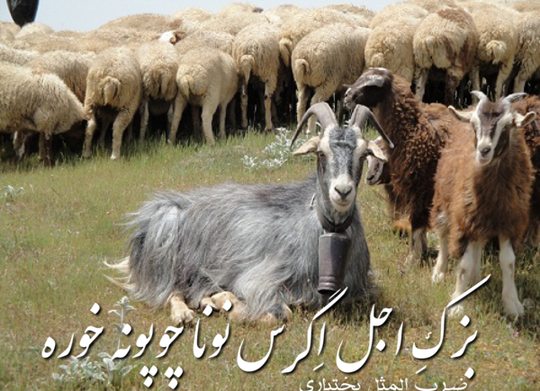 عکس و تصویر ضرب المثل