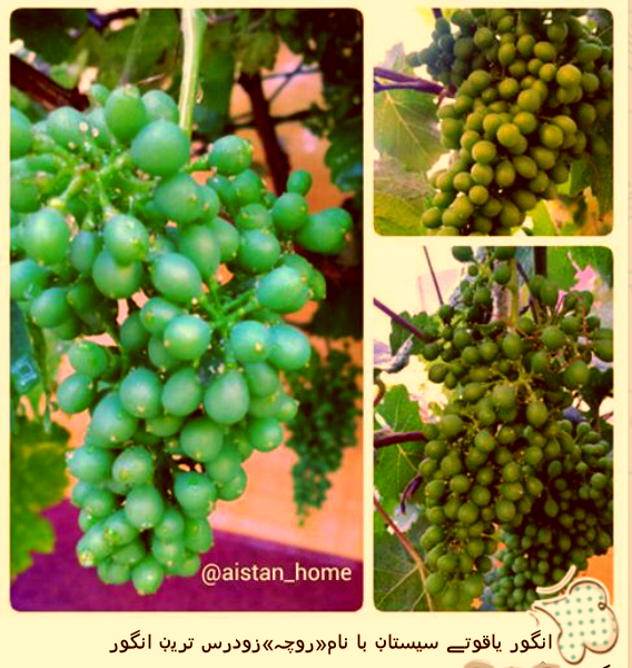 عکس و تصویر ضرب المثل