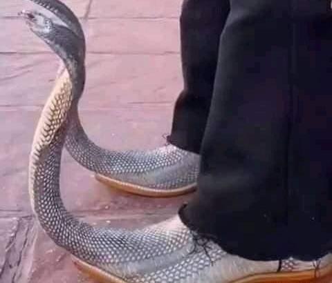 عکس مار طنز