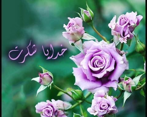 عکس گل خدایا شکرت
