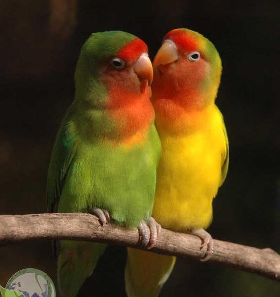 عکس زاغ کبود