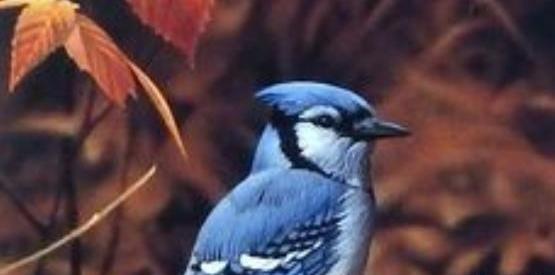 عکس زاغ کبود