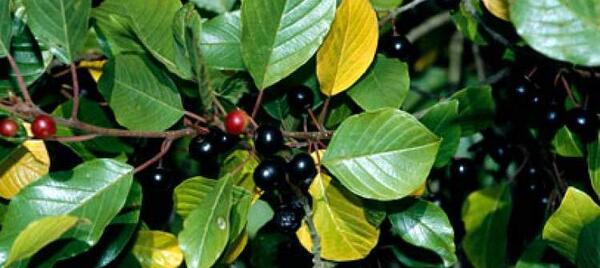 عکس سیاه گیله