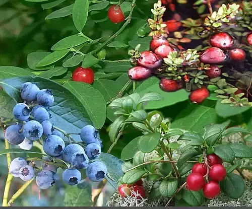 عکس سیاه گیله