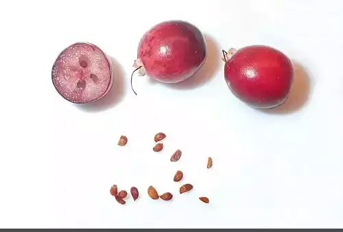 عکس سیاه گیله