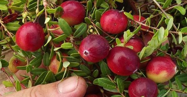 عکس سیاه گیله