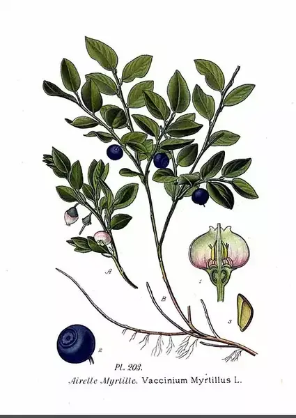 عکس سیاه گیله
