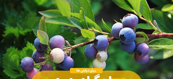 عکس سیاه گیله