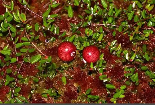 عکس سیاه گیله