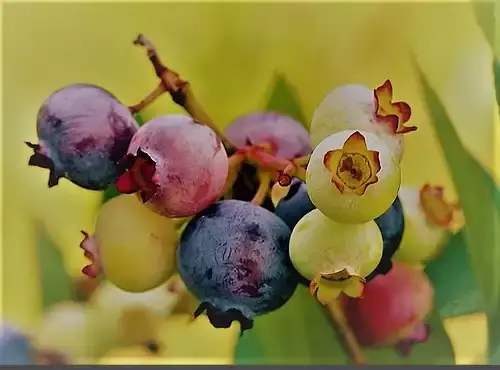 عکس سیاه گیله