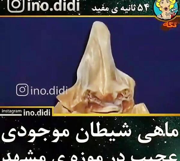 عکس شیطان دریایی در موزه مشهد