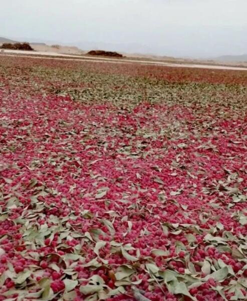 عکس زرشک اناری
