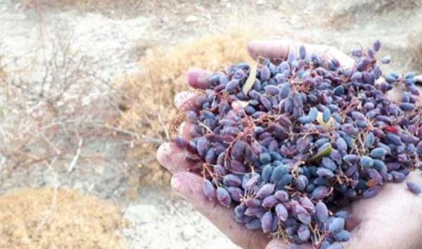 عکس زرشک اناری