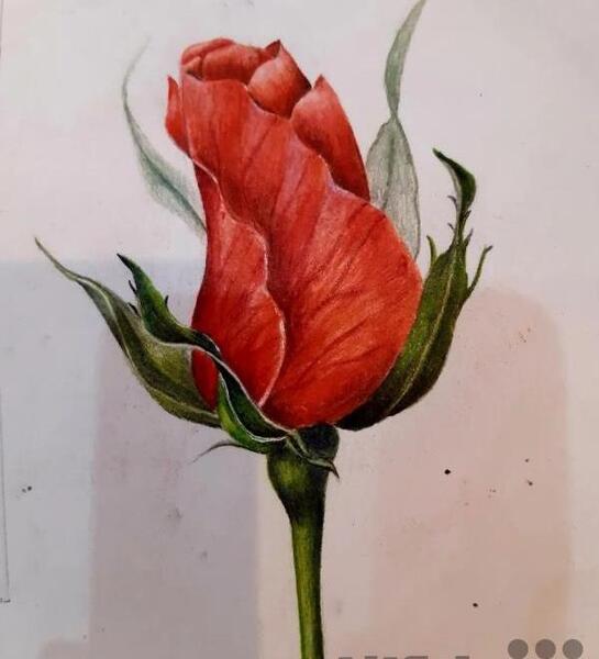 عکس نقاشی با مداد رنگی