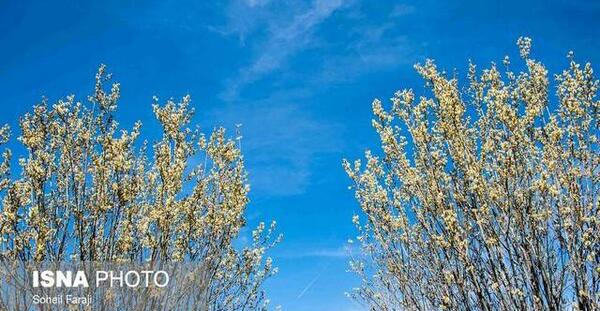 عکس تصویر درخت بیدمشک
