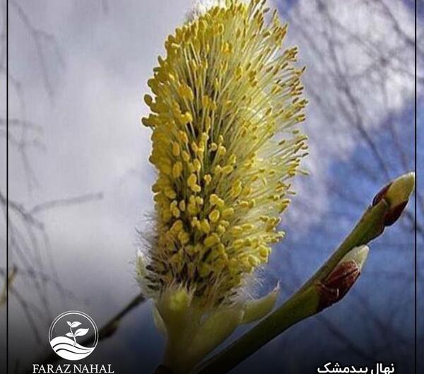عکس تصویر درخت بیدمشک