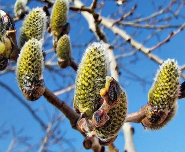 عکس تصویر درخت بیدمشک