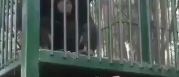 عکس میمون سیگاری