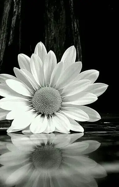 عکس روز یکشنبه ذکر