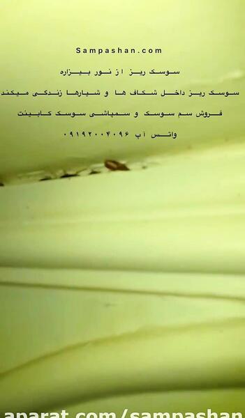 عکس نوشته سوسک