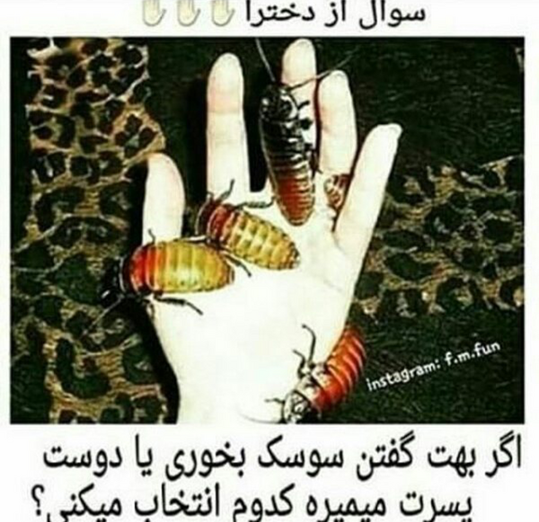 عکس نوشته سوسک