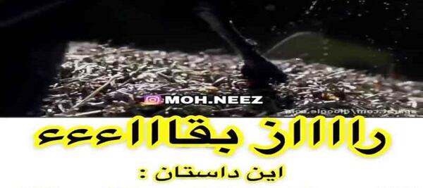 عکس نوشته سوسک