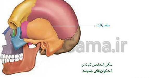 عکس اسکلت زیست یازدهم