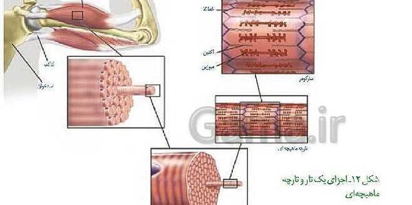 عکس اسکلت زیست یازدهم