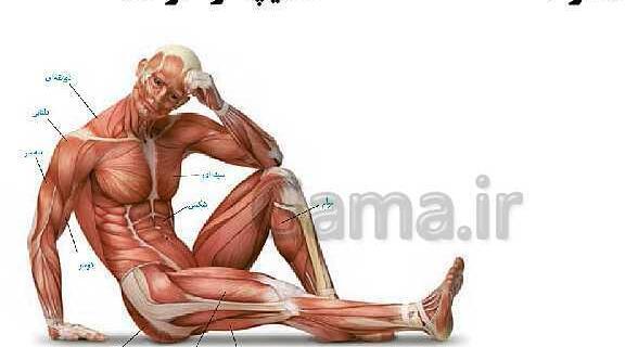 عکس اسکلت زیست یازدهم