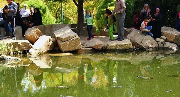 عکس هایی از گربه های خنده دار
