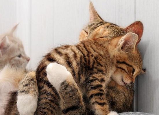 عکس هایی از گربه های خنده دار