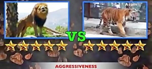 عکس ببر قوی