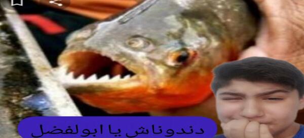 عکس ببر قوی
