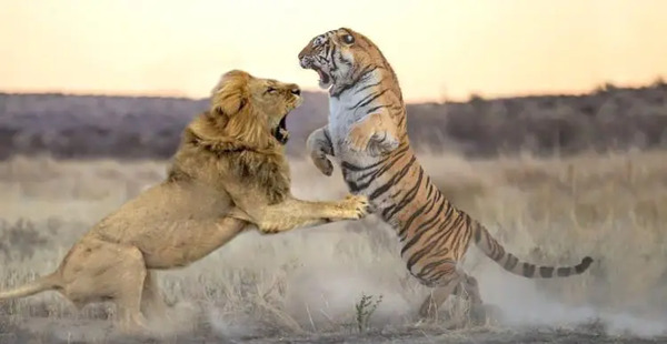 عکس ببر قوی
