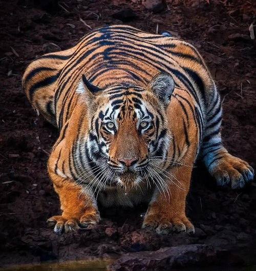 عکس ببر قوی