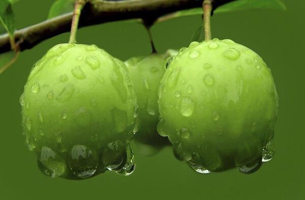 عکس گوجه سبز برای پروفایل